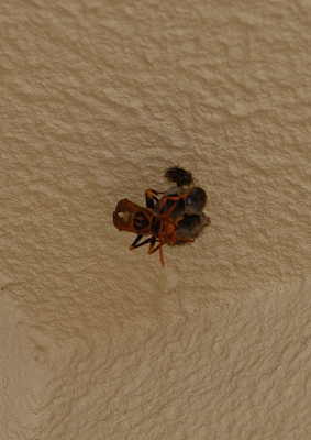 dsc_4633.jpg