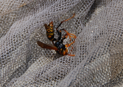dsc_4659.jpg
